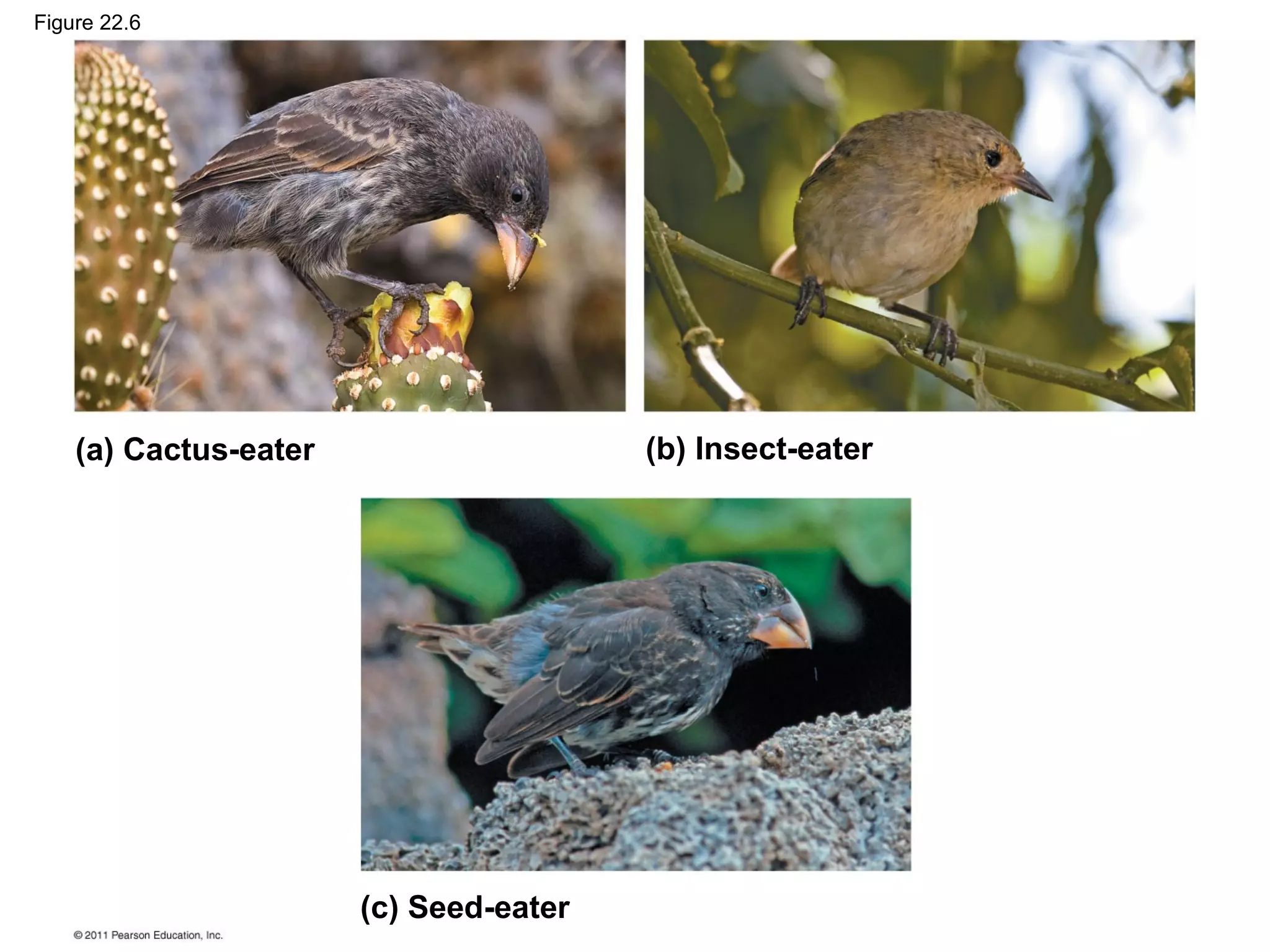 Figure 22.6
(a) Cactus-eater (b) Insect-eater
(c) Seed-eater
 