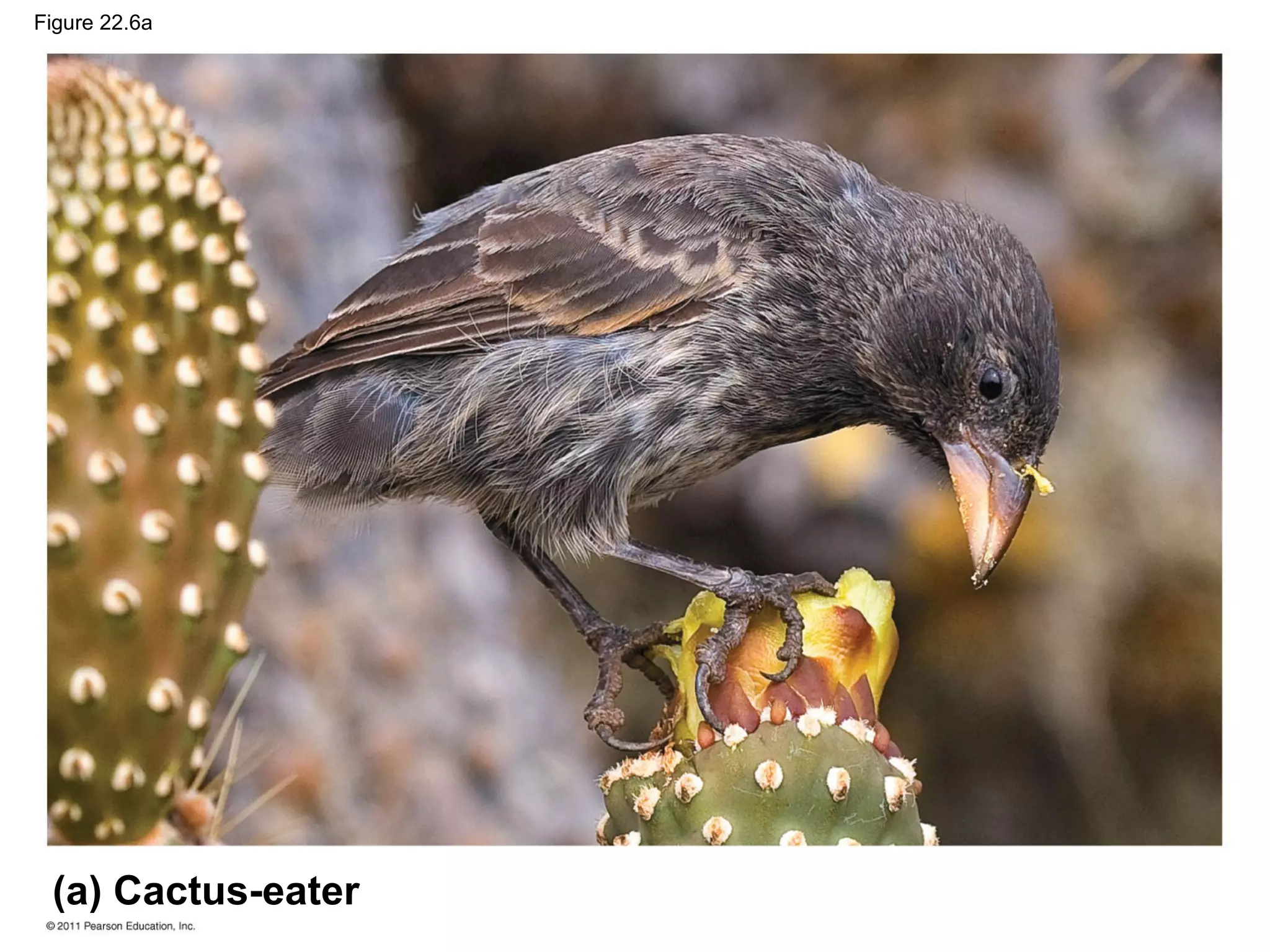 Figure 22.6a
(a) Cactus-eater
 