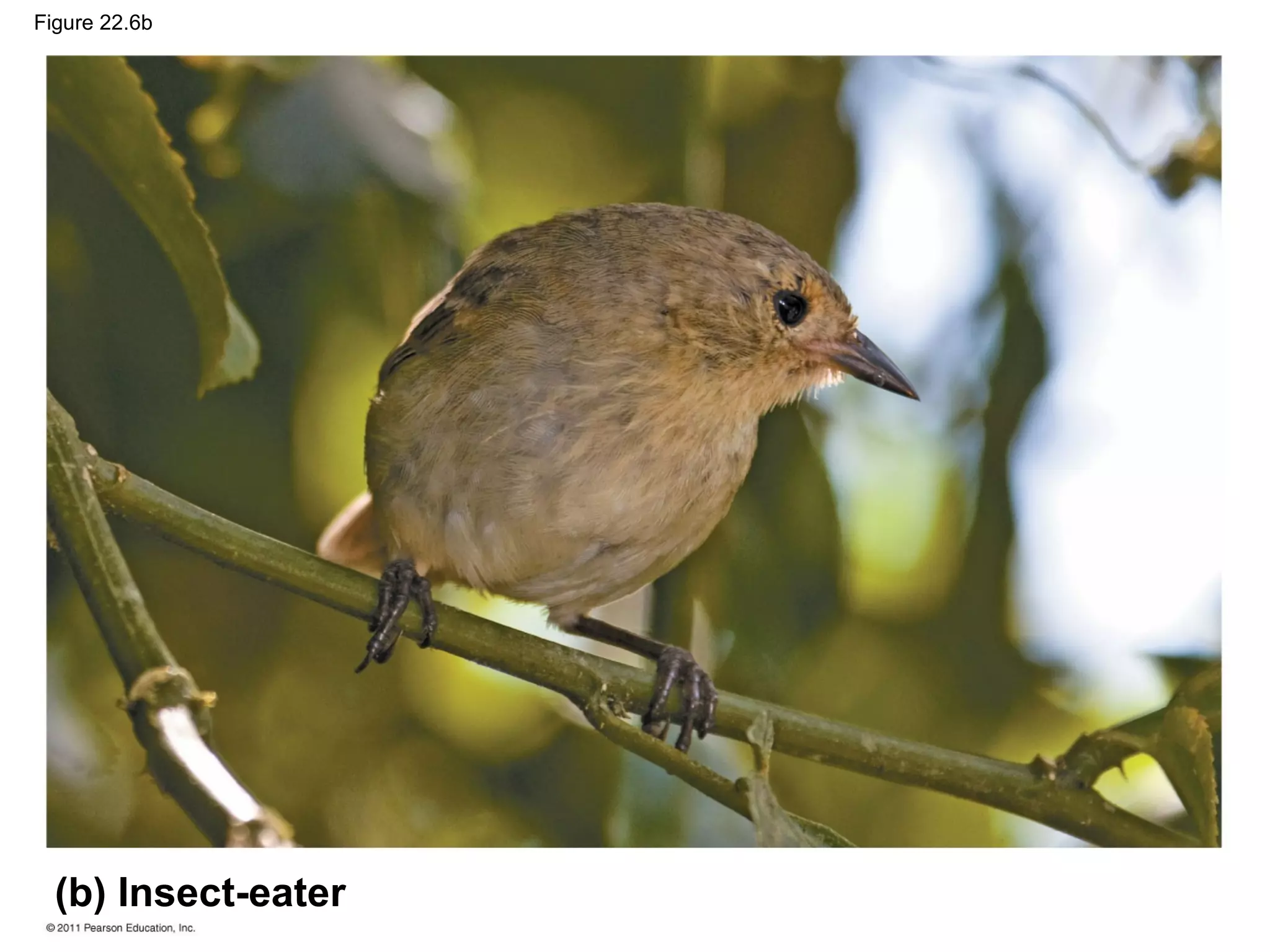 Figure 22.6b
(b) Insect-eater
 