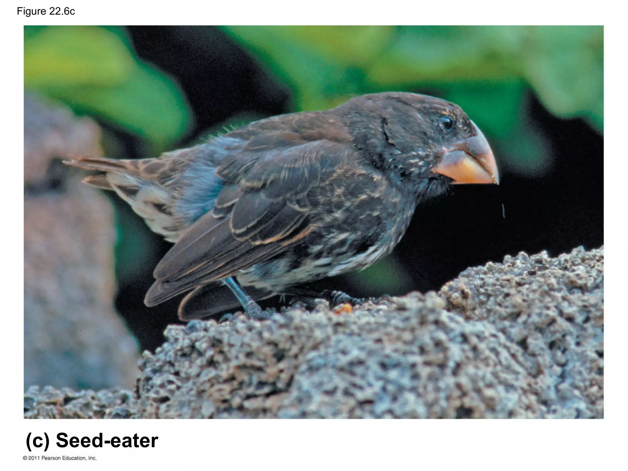 Figure 22.6c
(c) Seed-eater
 