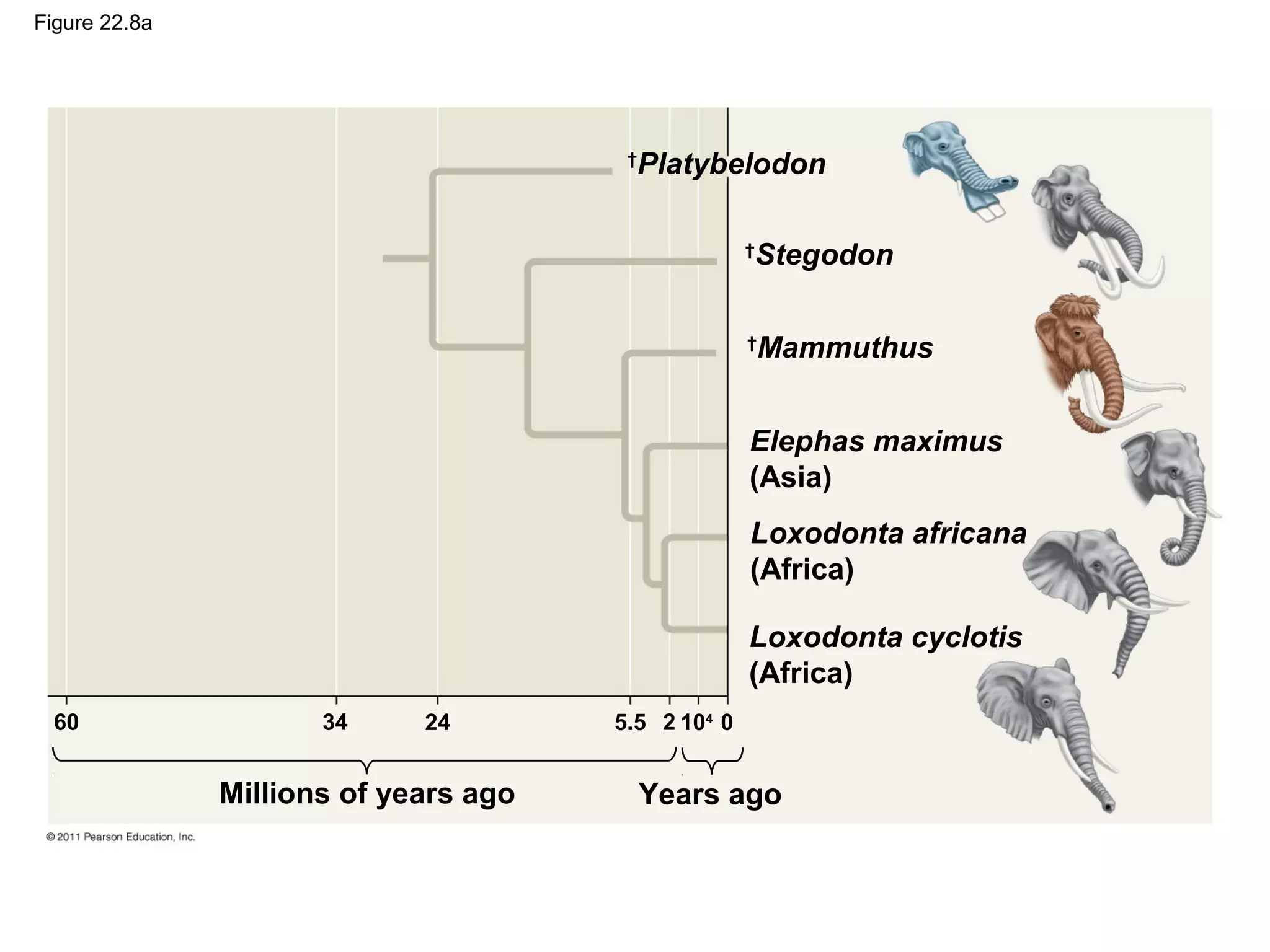 Figure 22.8a
†
Platybelodon
†
Stegodon
†
Mammuthus
Elephas maximus
(Asia)
Loxodonta africana
(Africa)
Loxodonta cyclotis
(Africa)
60
Millions of years ago
34 24 5.5 2 104
0
Years ago
 