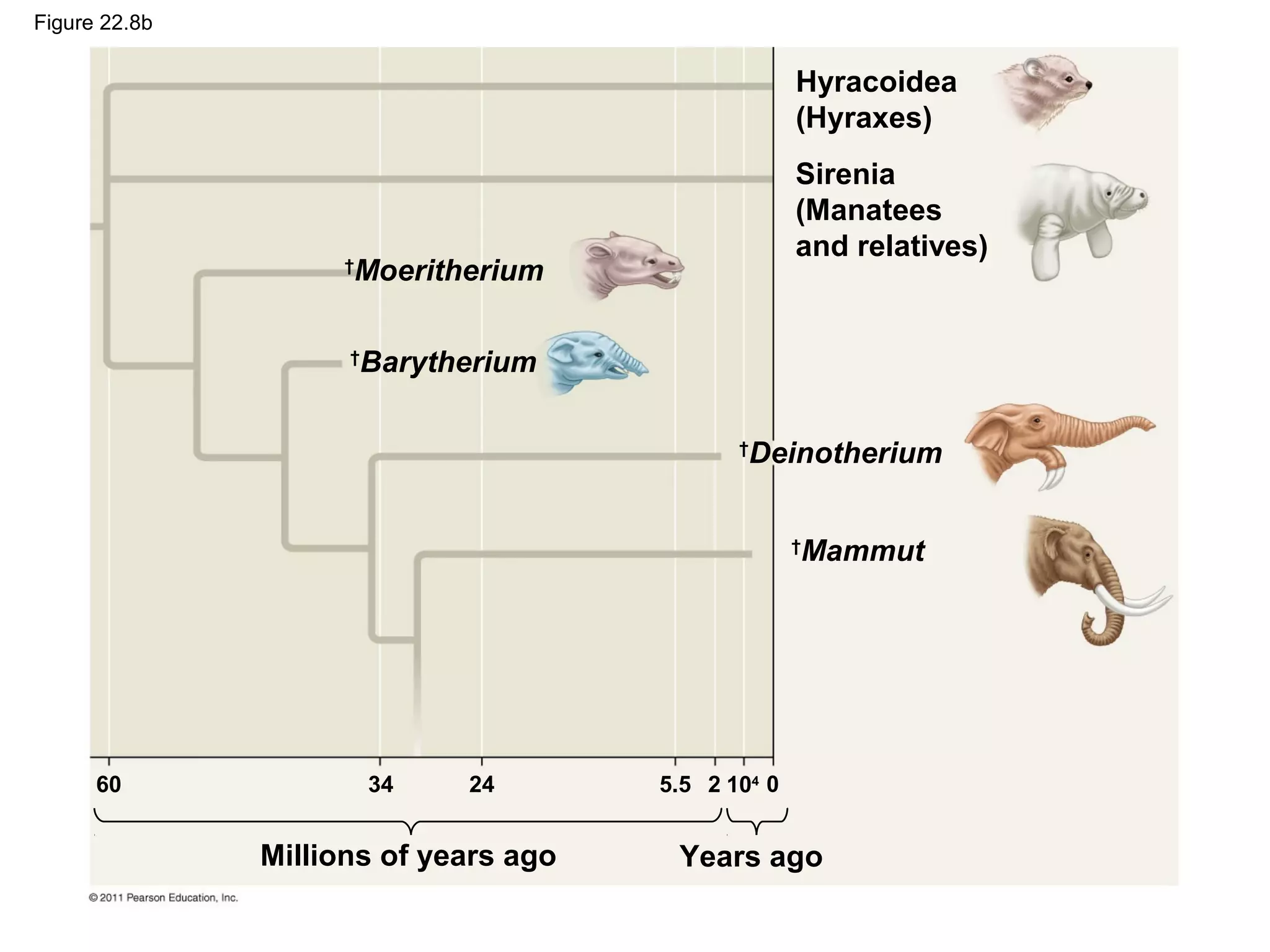 Figure 22.8b
Hyracoidea
(Hyraxes)
Sirenia
(Manatees
and relatives)
†
Deinotherium
†
Mammut
†
Moeritherium
†
Barytherium
60
Millions of years ago
34 24 5.5 2 104 0
Years ago
 