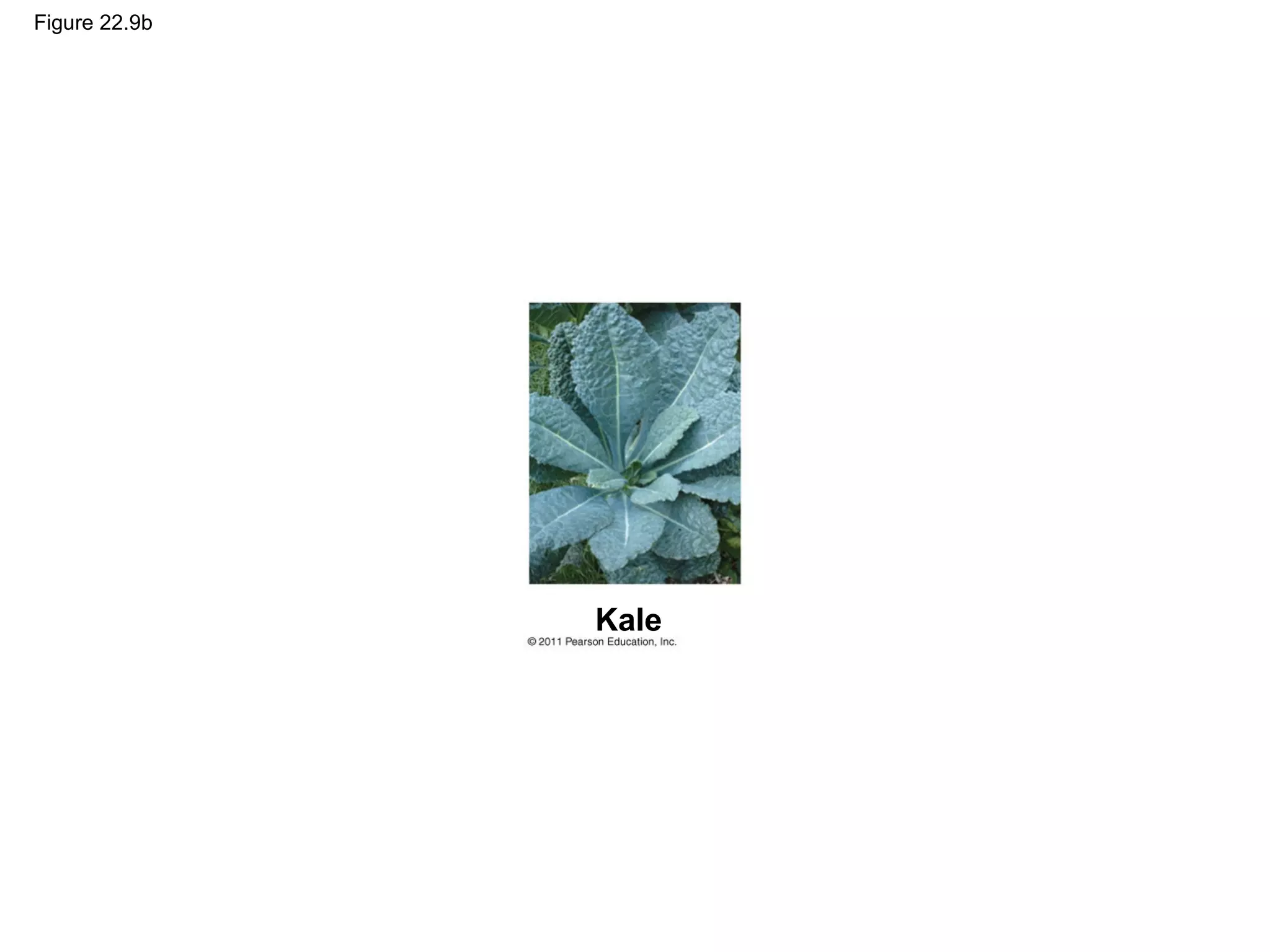 Figure 22.9b
Kale
 