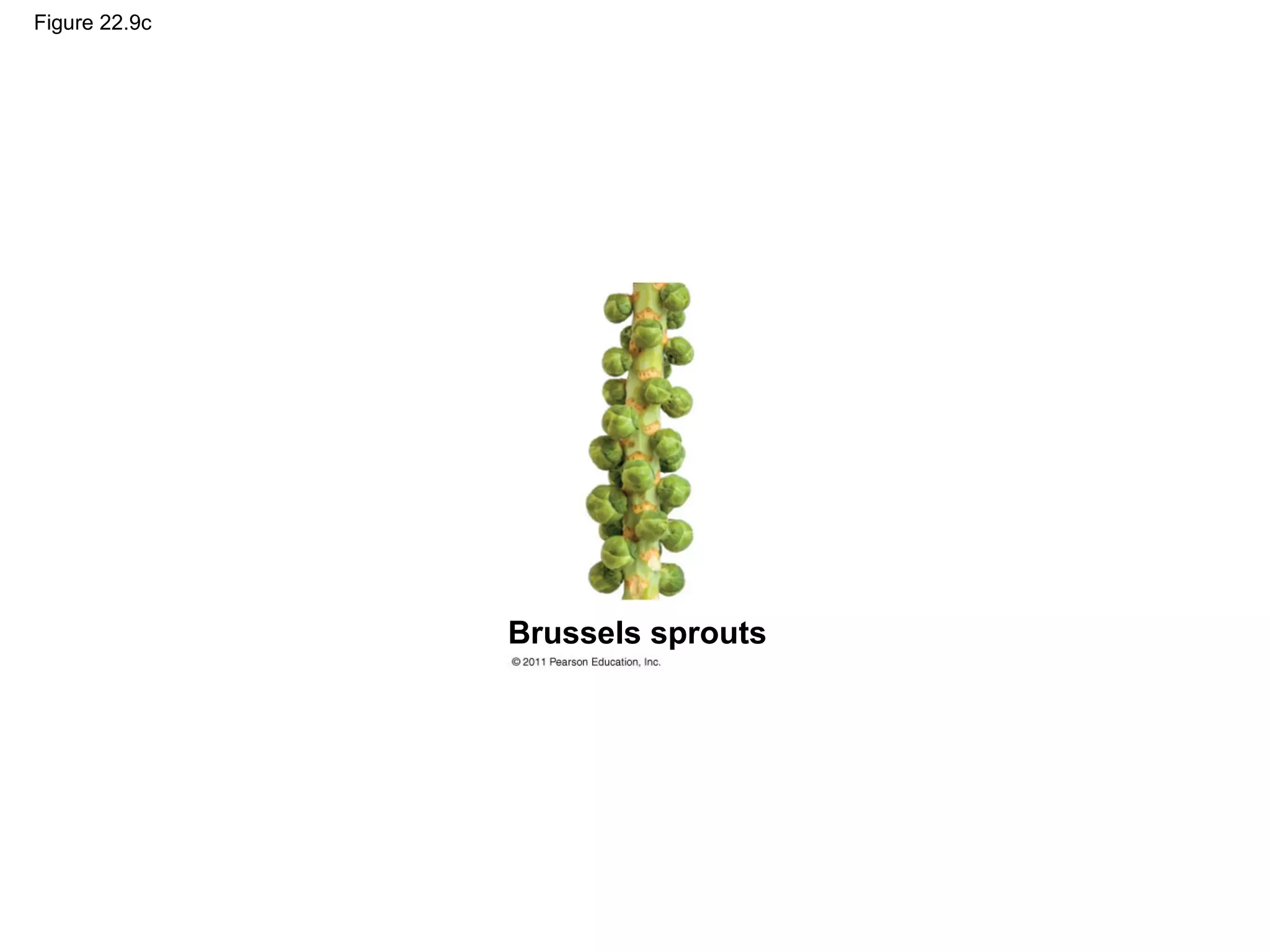 Figure 22.9c
Brussels sprouts
 