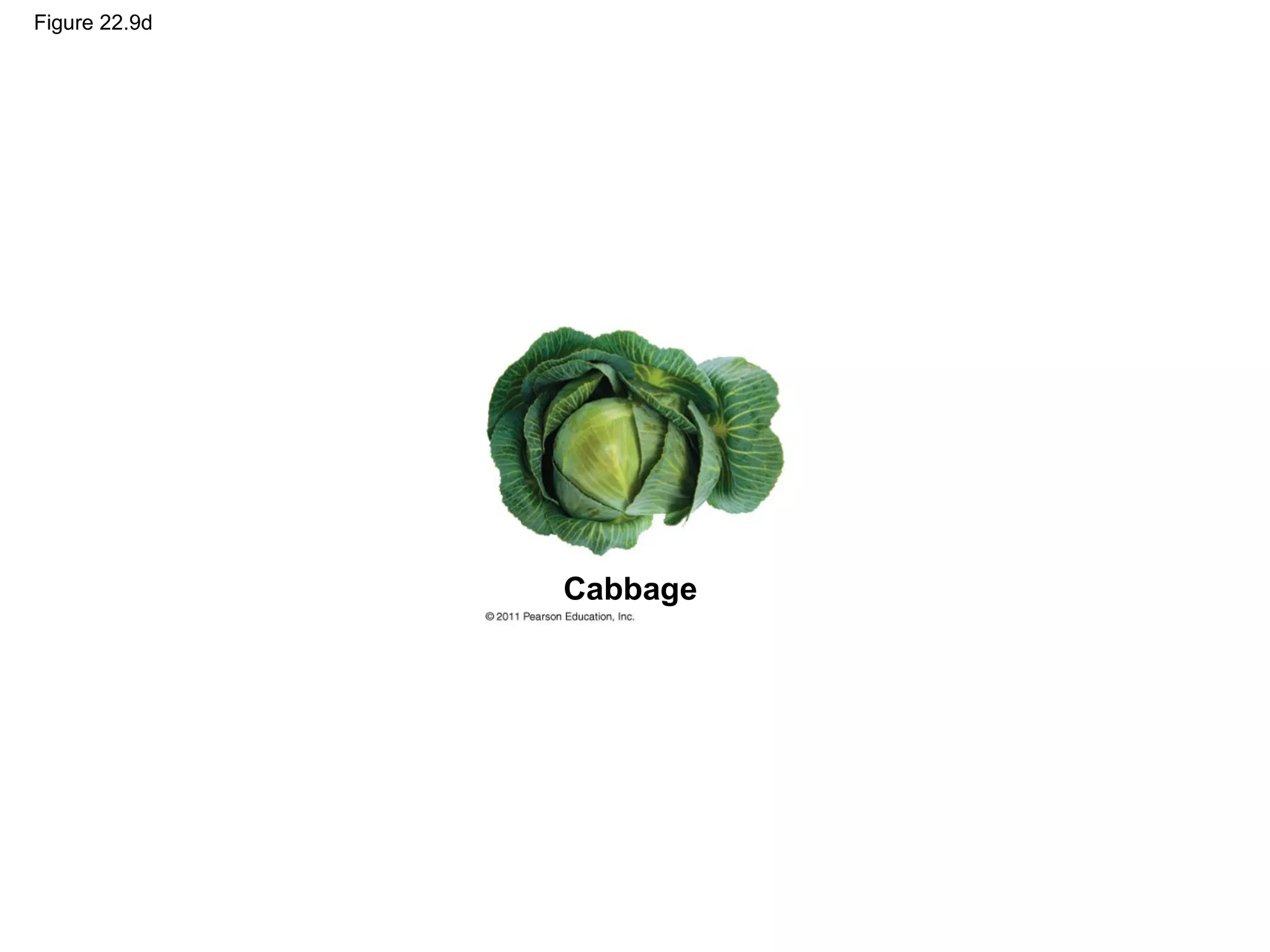 Figure 22.9d
Cabbage
 