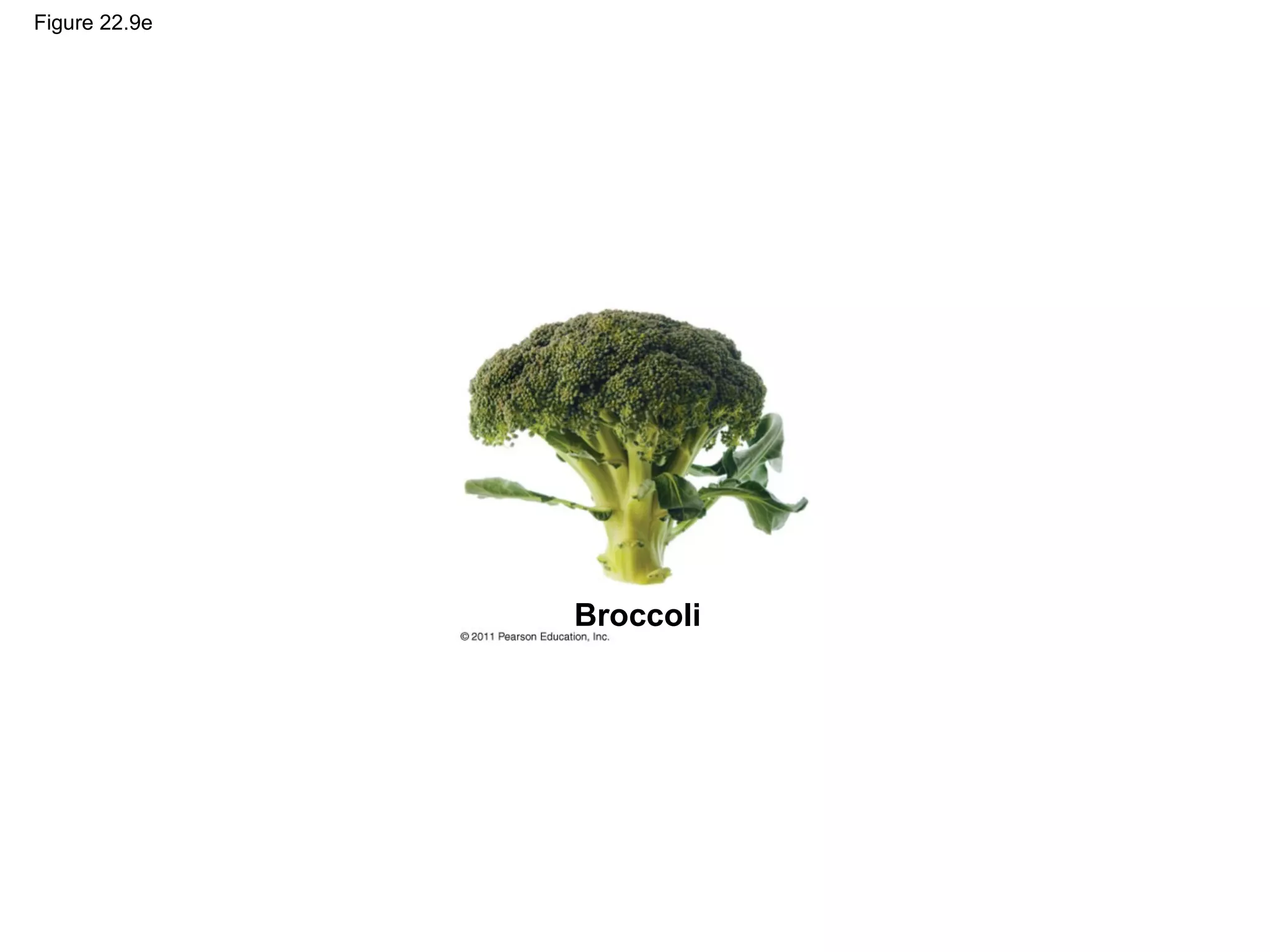 Figure 22.9e
Broccoli
 