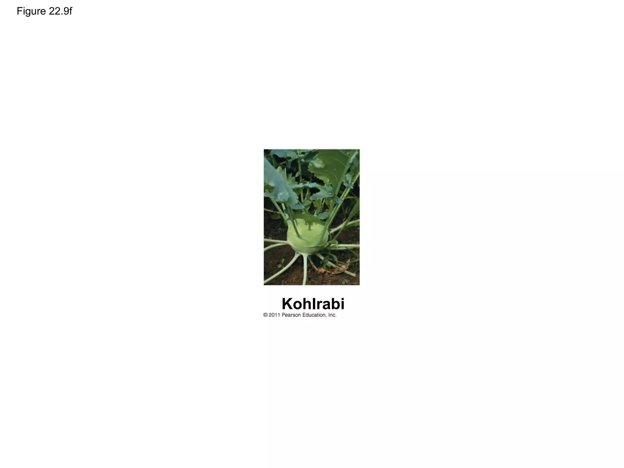 Figure 22.9f
Kohlrabi
 