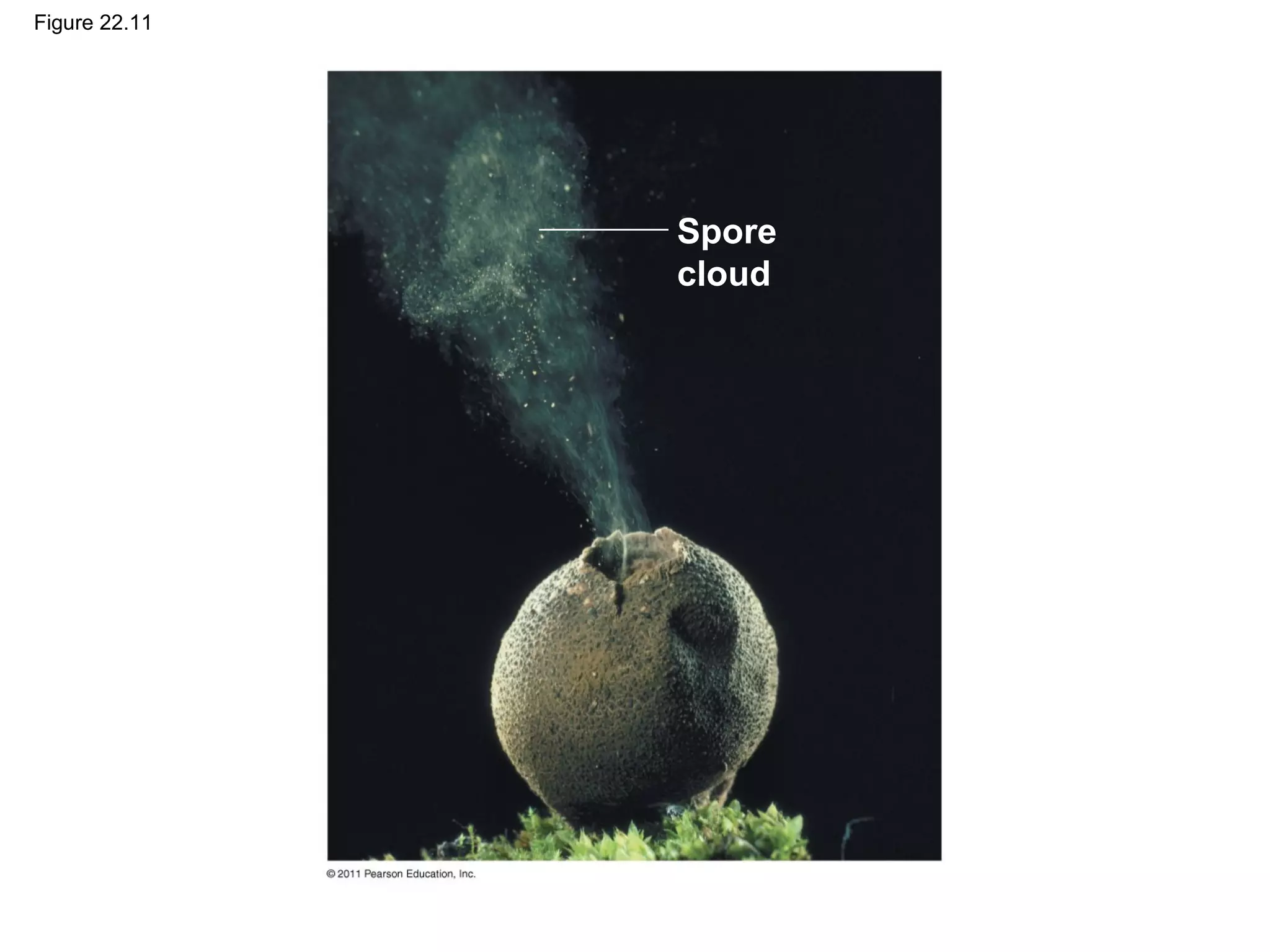 Figure 22.11
Spore
cloud
 