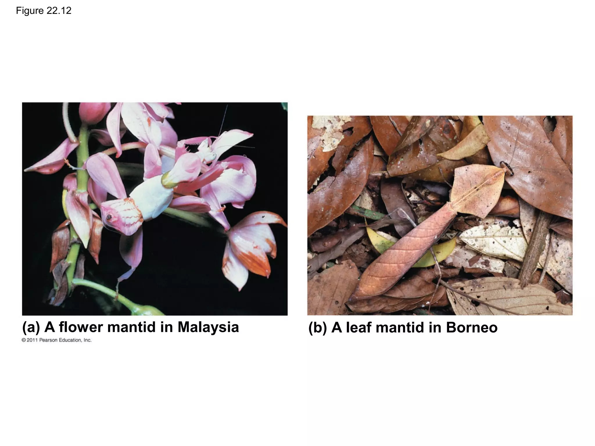Figure 22.12
(a) A flower mantid in Malaysia (b) A leaf mantid in Borneo
 