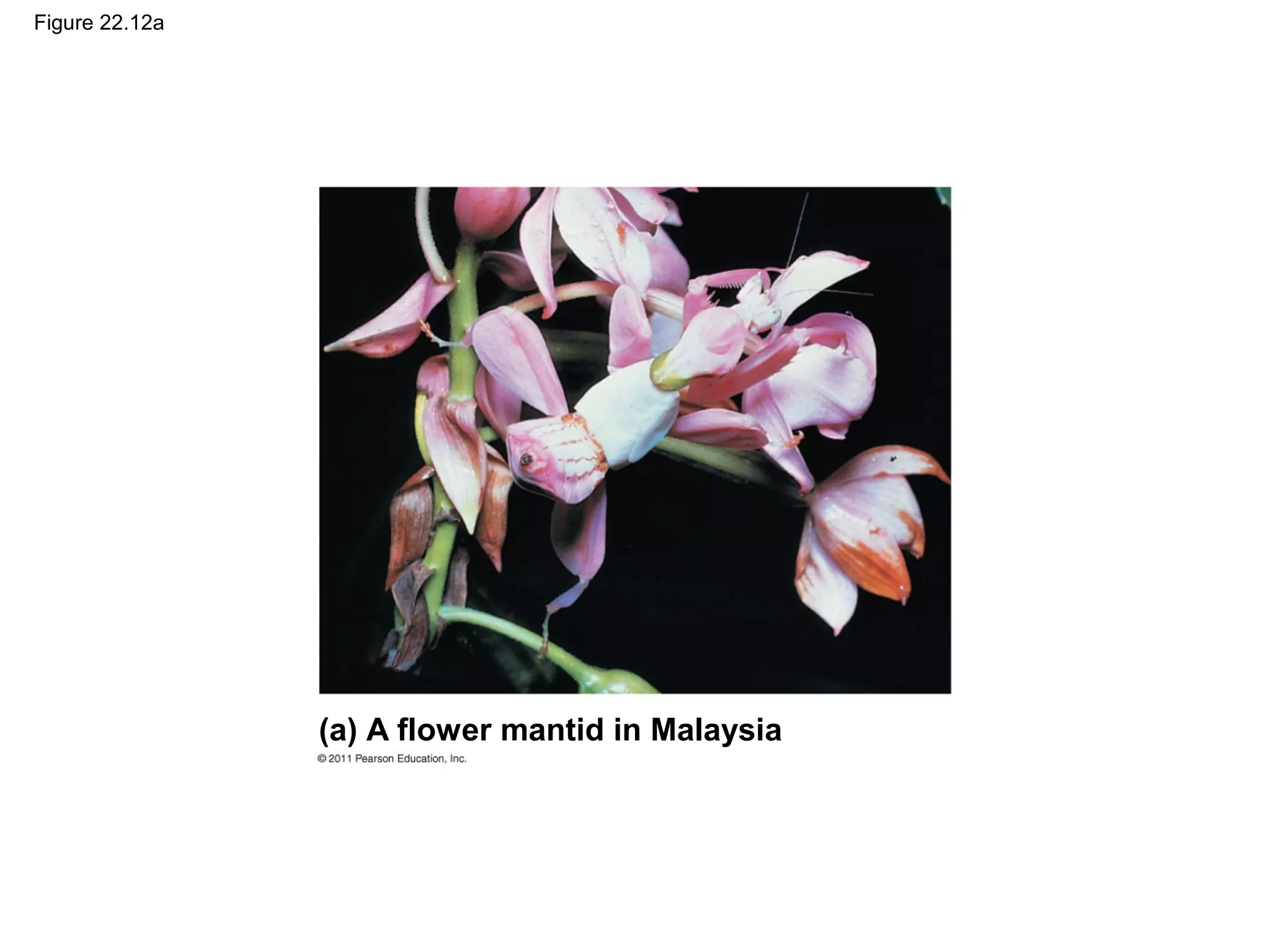 Figure 22.12a
(a) A flower mantid in Malaysia
 