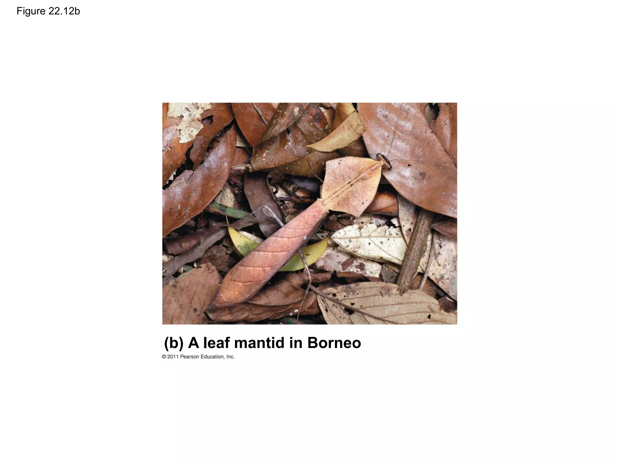 Figure 22.12b
(b) A leaf mantid in Borneo
 