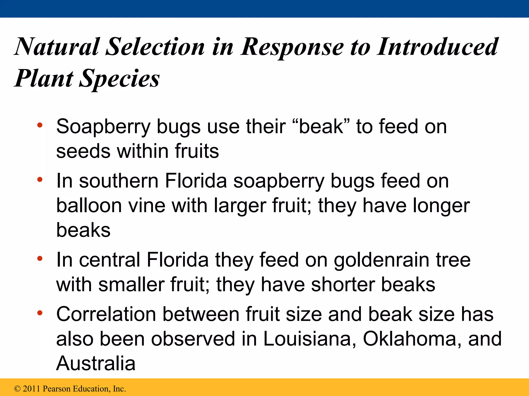 Natural Selection in Response to Introduced
Plant Species
• Soapberry bugs use their “beak” to feed on
seeds within fruits
• In southern Florida soapberry bugs feed on
balloon vine with larger fruit; they have longer
beaks
• In central Florida they feed on goldenrain tree
with smaller fruit; they have shorter beaks
• Correlation between fruit size and beak size has
also been observed in Louisiana, Oklahoma, and
Australia
© 2011 Pearson Education, Inc.
 