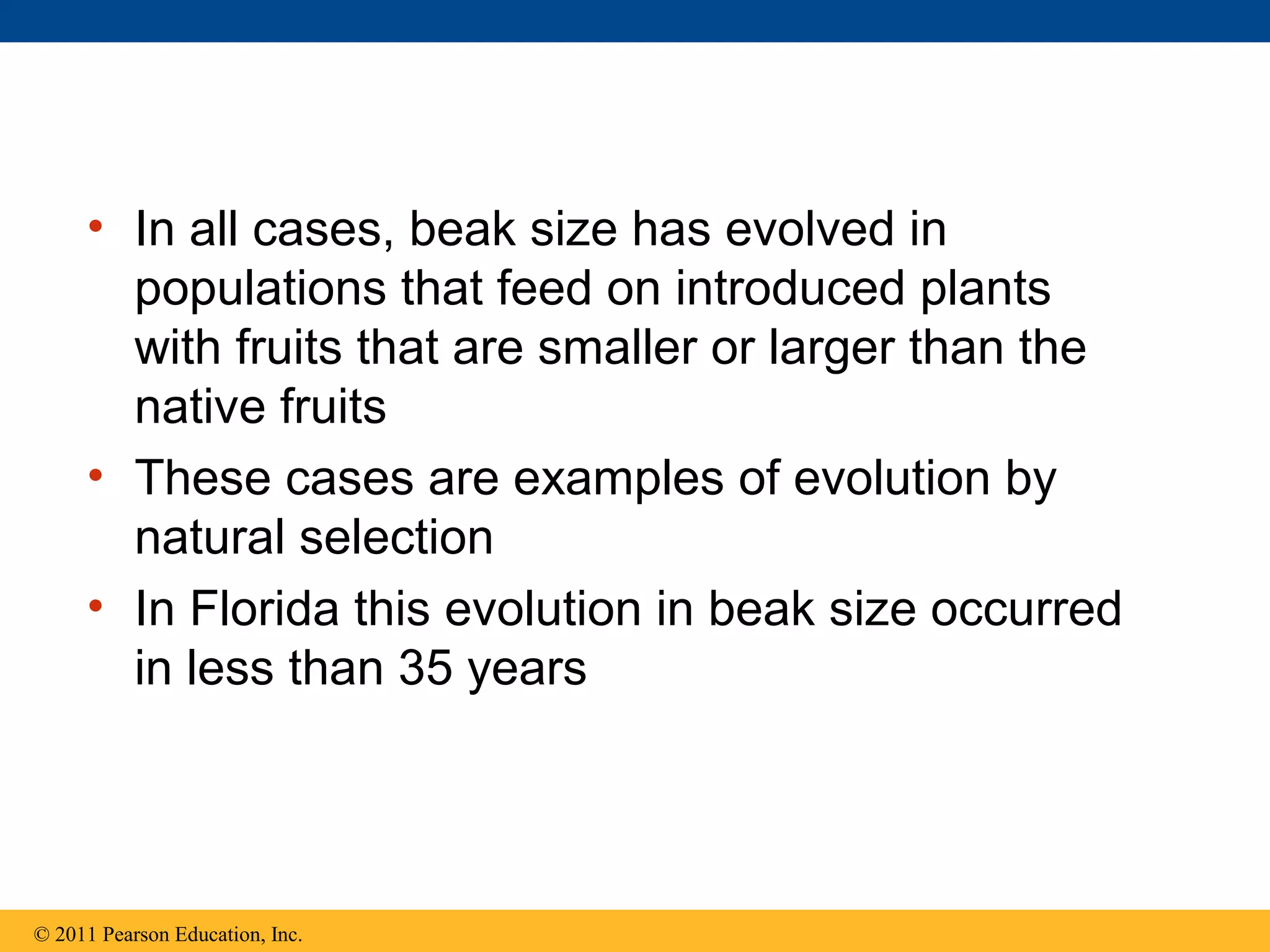 • In all cases, beak size has evolved in
populations that feed on introduced plants
with fruits that are smaller or larger than the
native fruits
• These cases are examples of evolution by
natural selection
• In Florida this evolution in beak size occurred
in less than 35 years
© 2011 Pearson Education, Inc.
 