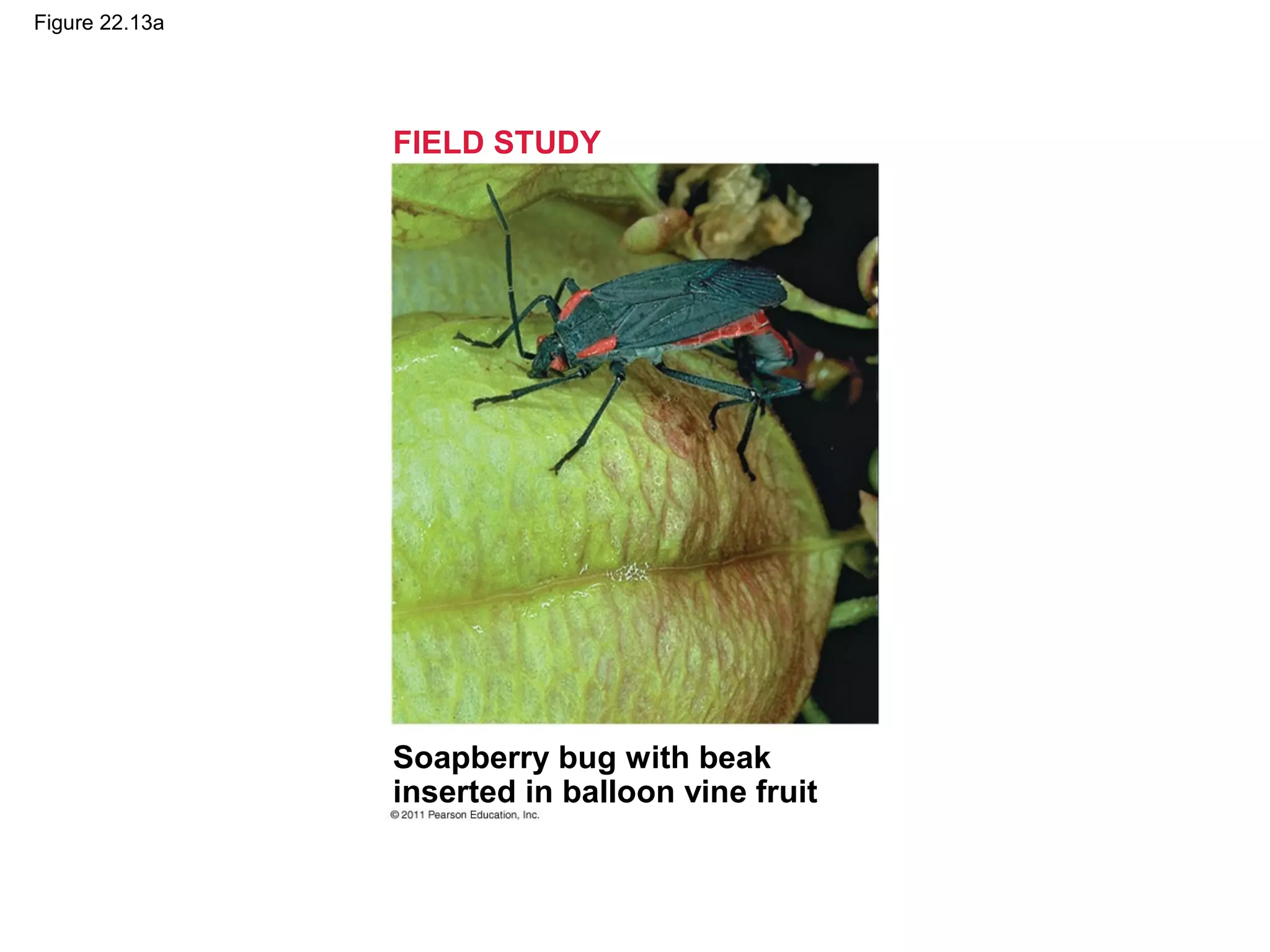 Figure 22.13a
Soapberry bug with beak
inserted in balloon vine fruit
FIELD STUDY
 
