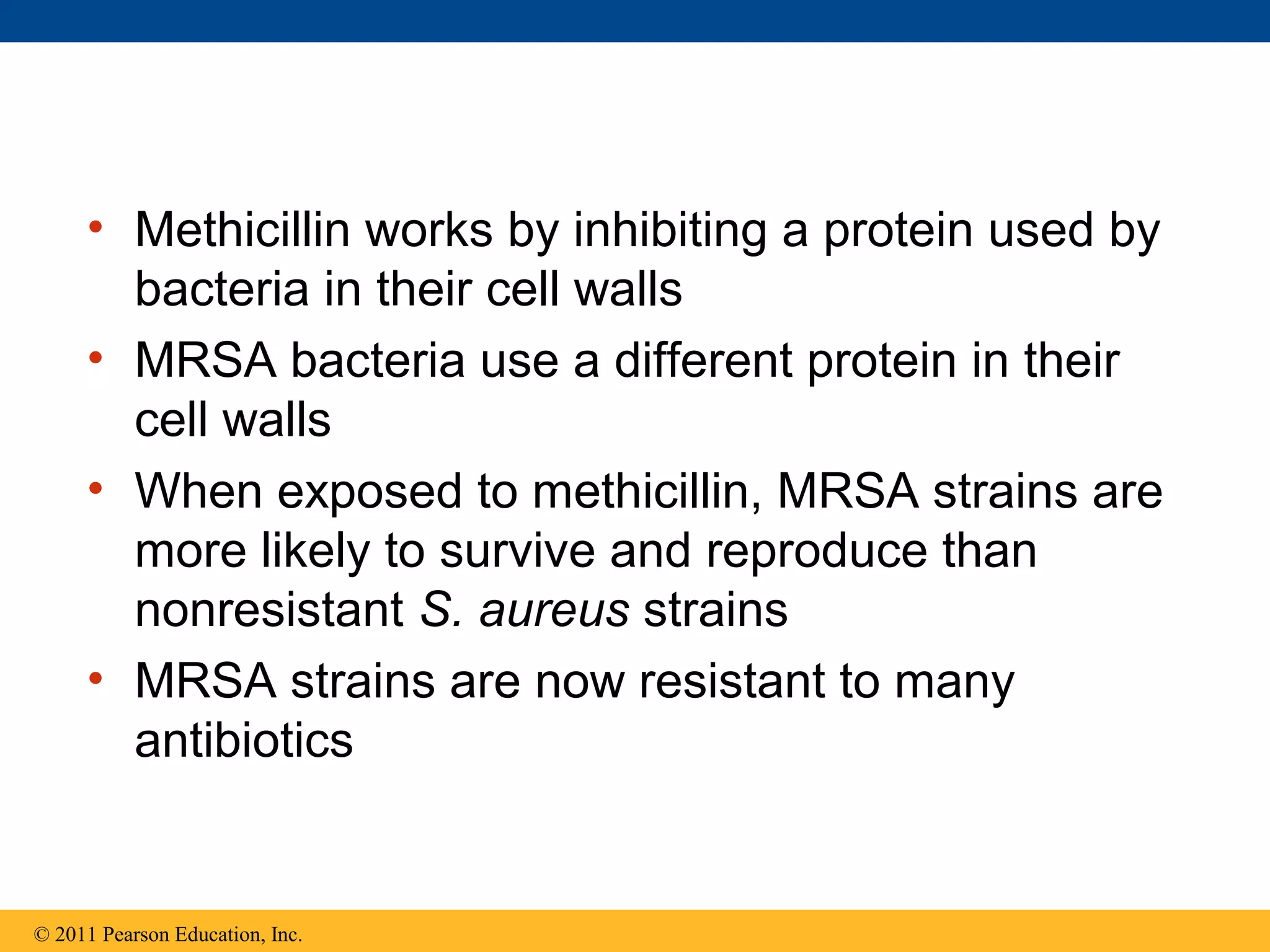 • Methicillin works by inhibiting a protein used by
bacteria in their cell walls
• MRSA bacteria use a different protein in their
cell walls
• When exposed to methicillin, MRSA strains are
more likely to survive and reproduce than
nonresistant S. aureus strains
• MRSA strains are now resistant to many
antibiotics
© 2011 Pearson Education, Inc.
 
