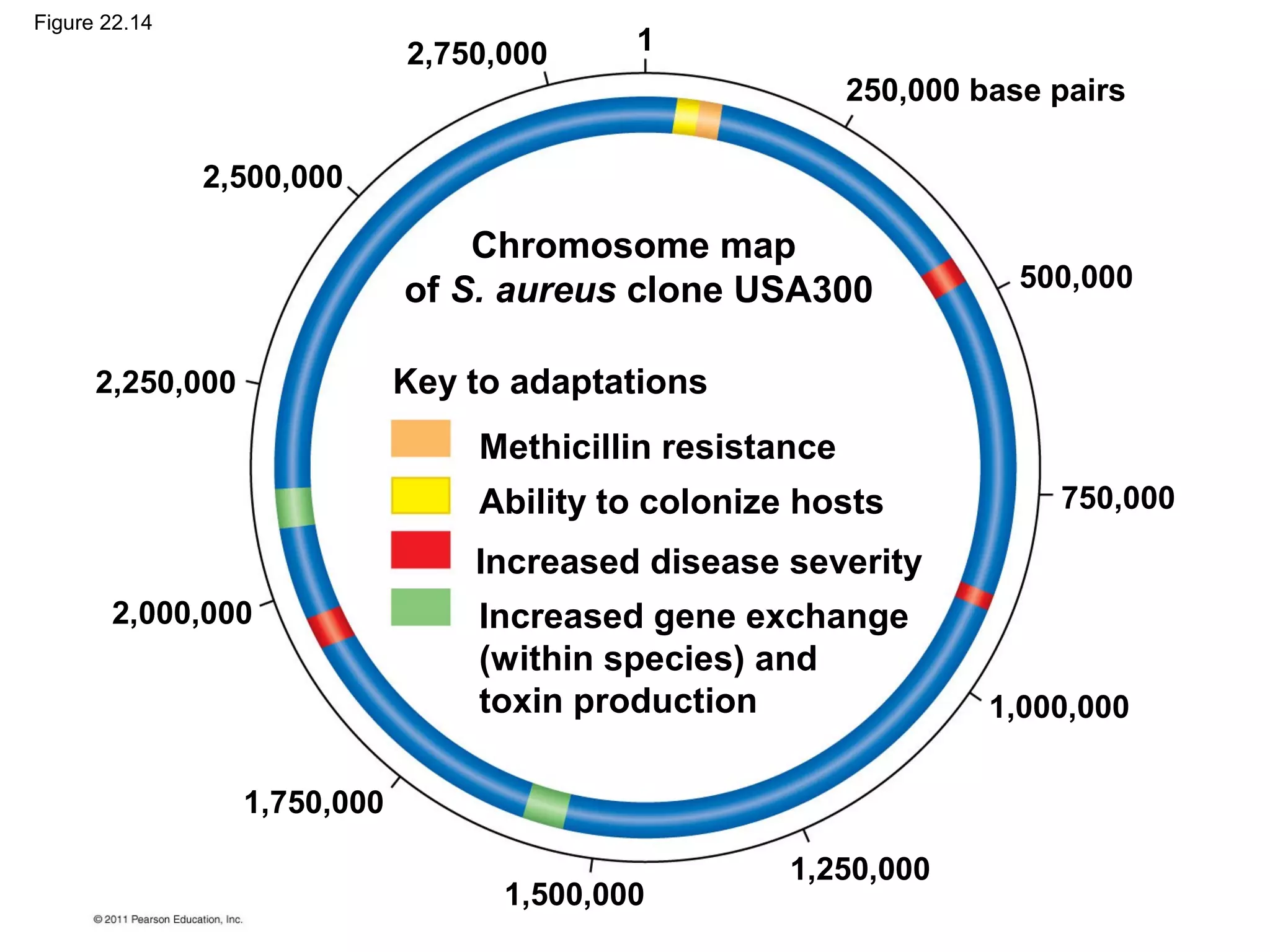 12,750,000
2,500,000
2,250,000
2,000,000
1,750,000
1,500,000
1,250,000
1,000,000
750,000
500,000
250,000 base pairs
Chromosome map
of S. aureus clone USA300
Key to adaptations
Methicillin resistance
Ability to colonize hosts
Increased disease severity
Increased gene exchange
(within species) and
toxin production
Figure 22.14
 