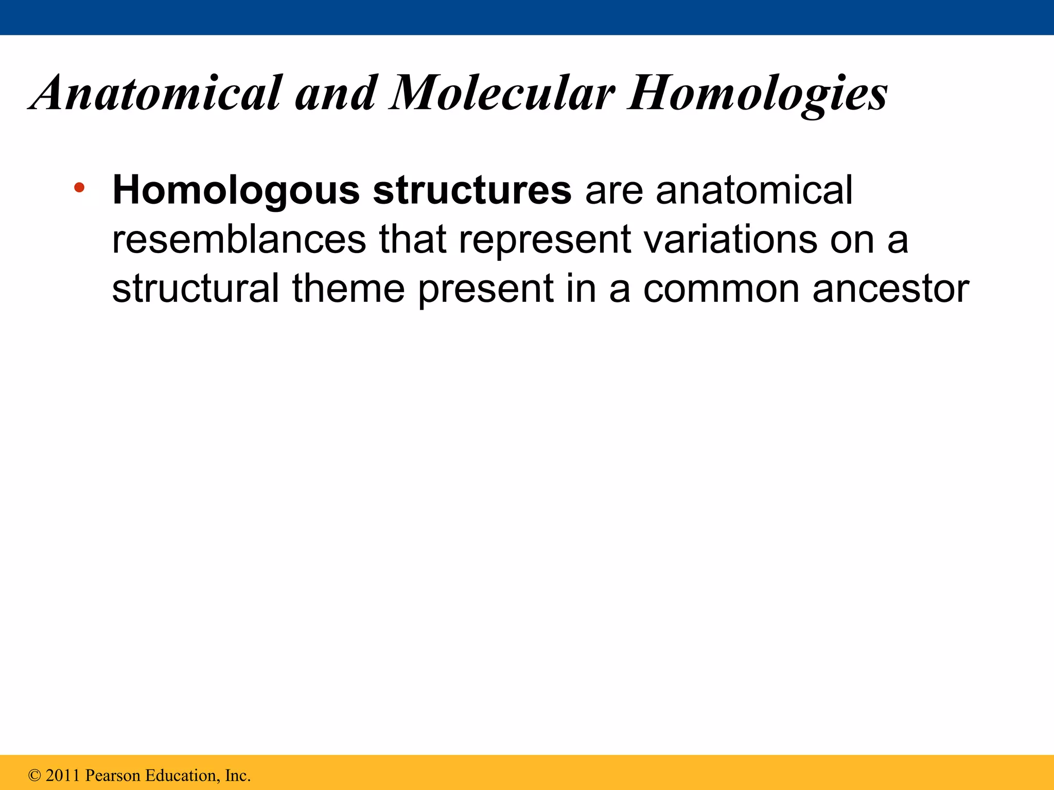 Anatomical and Molecular Homologies
• Homologous structures are anatomical
resemblances that represent variations on a
structural theme present in a common ancestor
© 2011 Pearson Education, Inc.
 