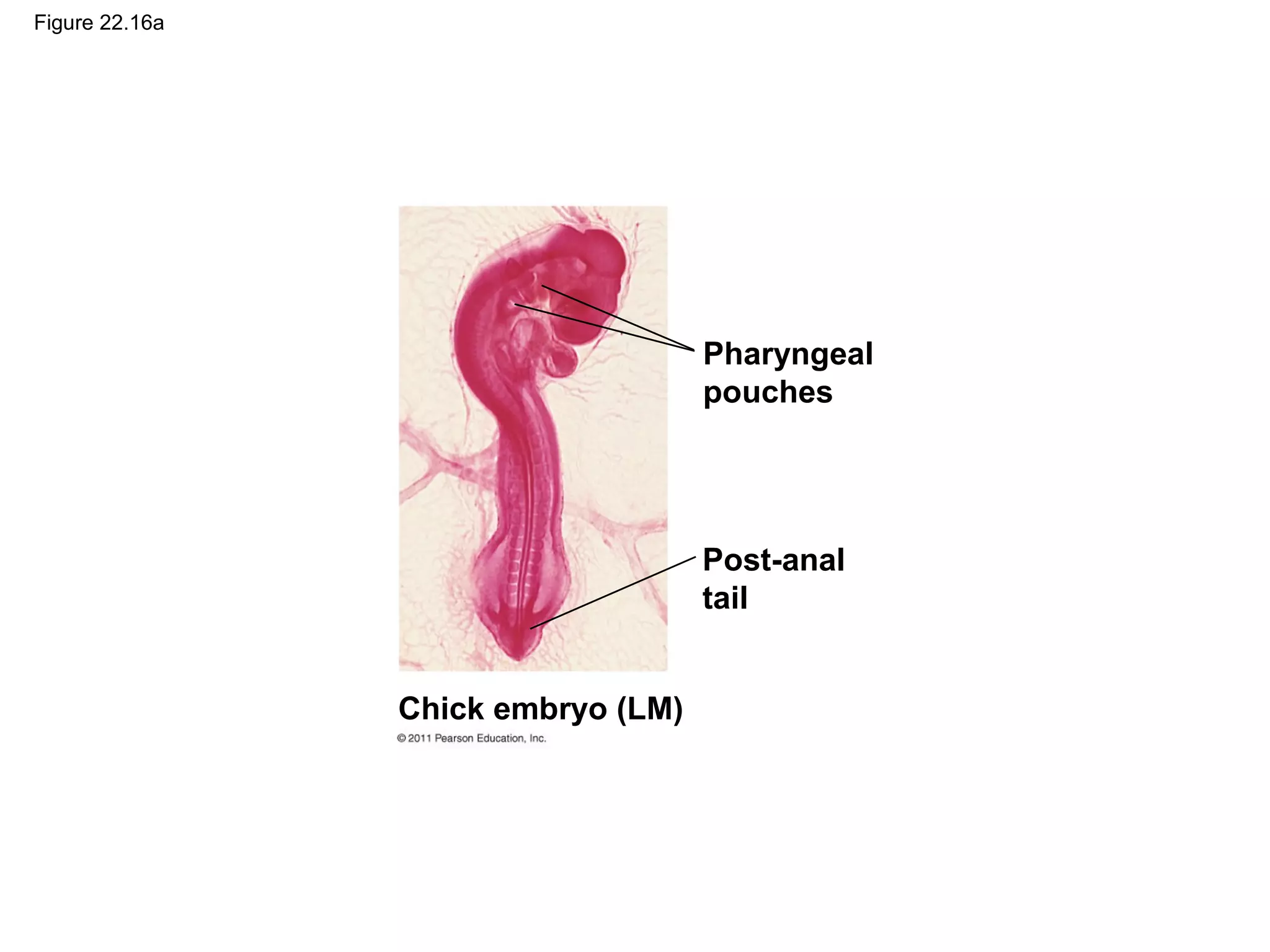 Figure 22.16a
Pharyngeal
pouches
Post-anal
tail
Chick embryo (LM)
 