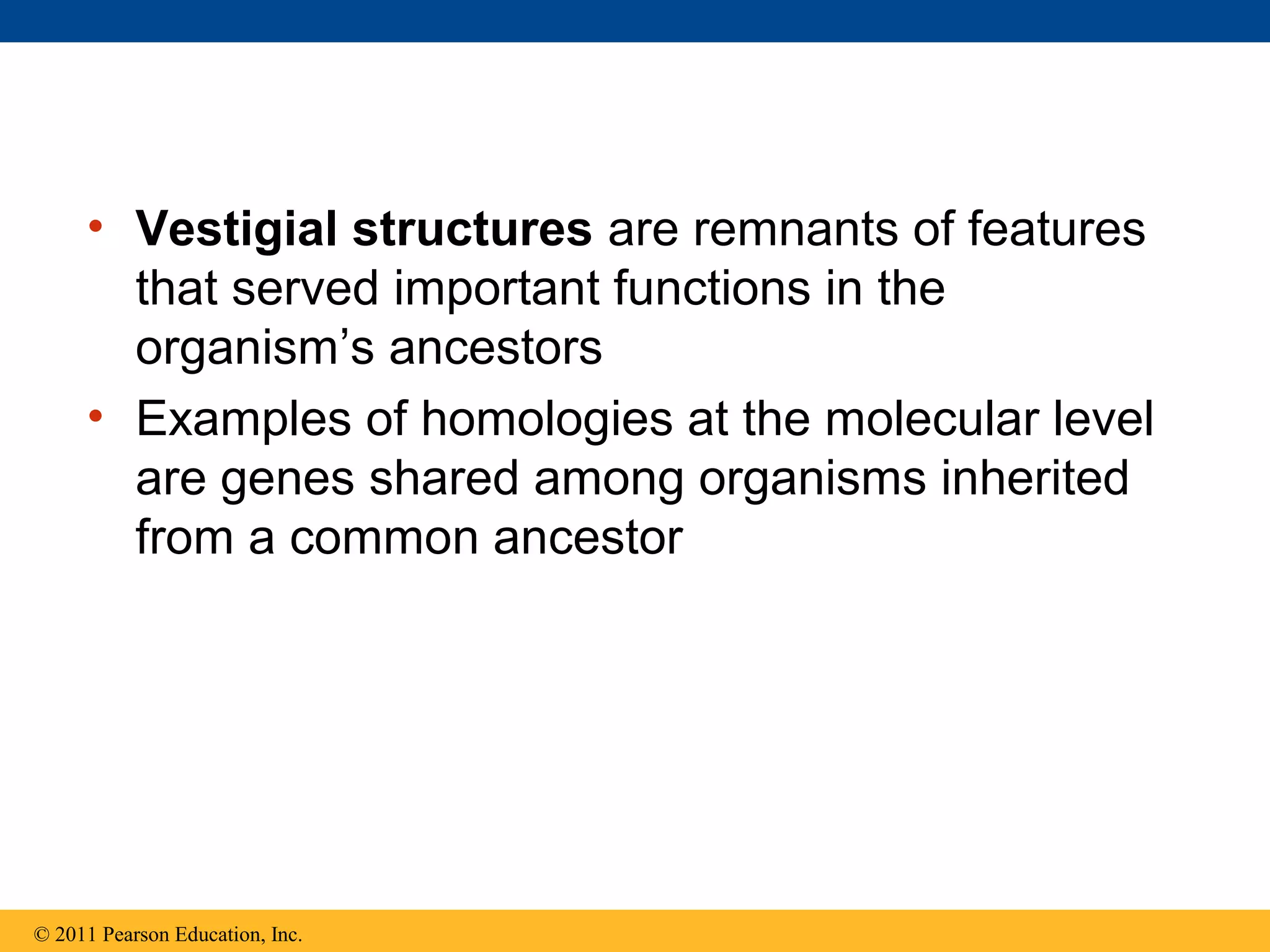• Vestigial structures are remnants of features
that served important functions in the
organism’s ancestors
• Examples of homologies at the molecular level
are genes shared among organisms inherited
from a common ancestor
© 2011 Pearson Education, Inc.
 
