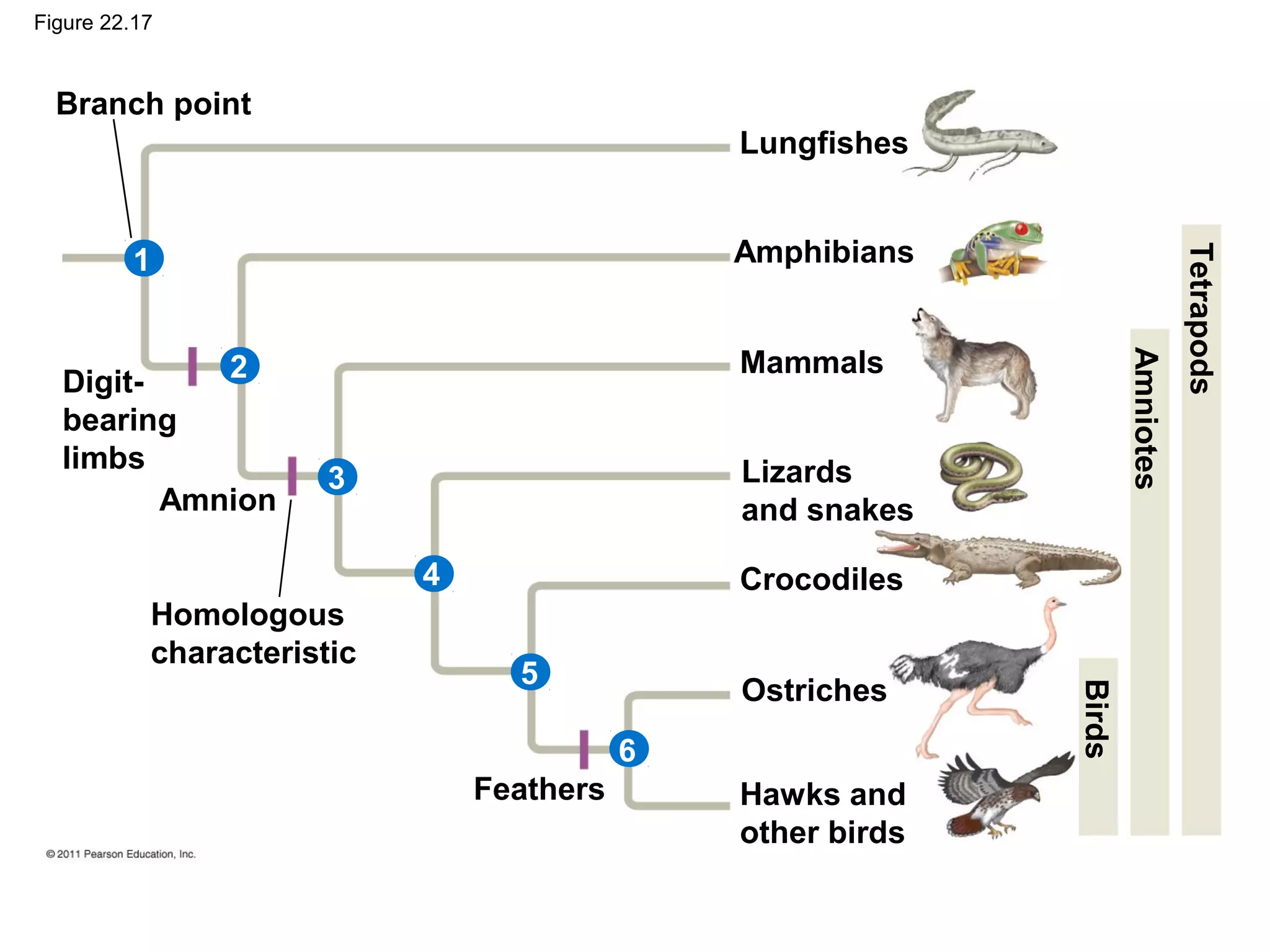 Figure 22.17
Branch point
Lungfishes
Amphibians
Mammals
Lizards
and snakes
Crocodiles
Ostriches
Hawks and
other birds
Feathers
Amnion
Digit-
bearing
limbs
Homologous
characteristic
Tetrapods
Amniotes
Birds
1
2
3
4
5
6
 