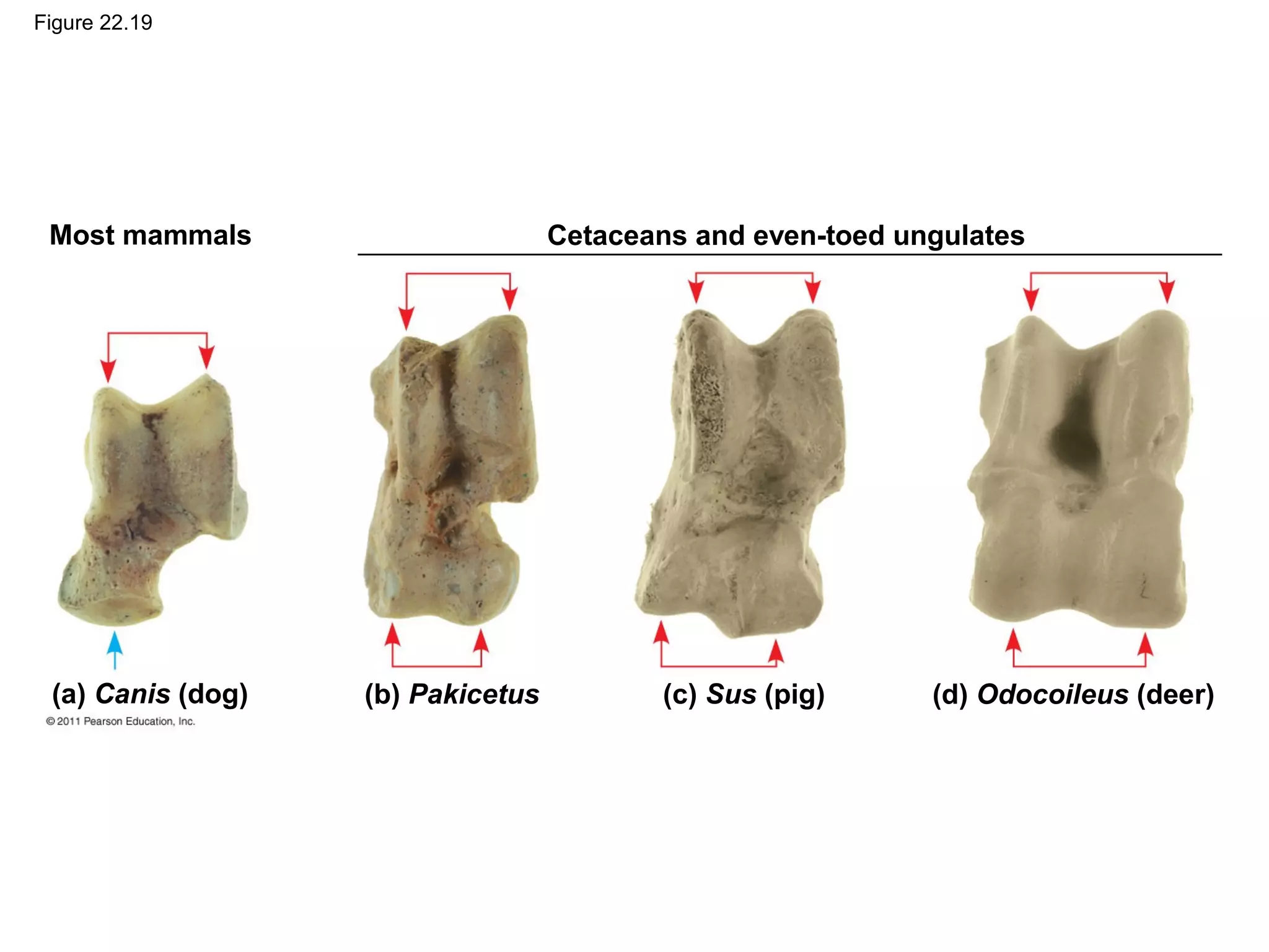 Figure 22.19
Most mammals Cetaceans and even-toed ungulates
(a) Canis (dog) (b) Pakicetus (c) Sus (pig) (d) Odocoileus (deer)
 