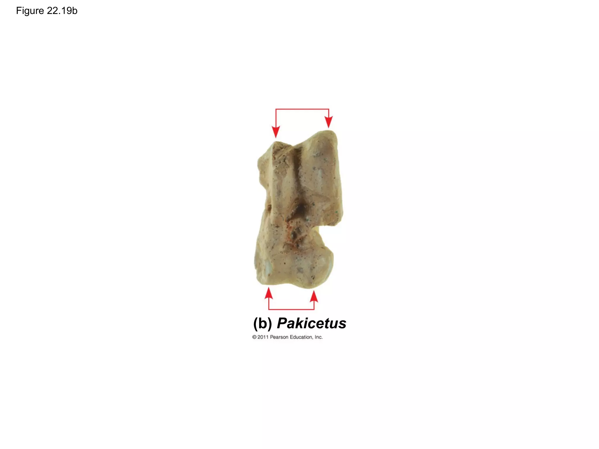 Figure 22.19b
(b) Pakicetus
 