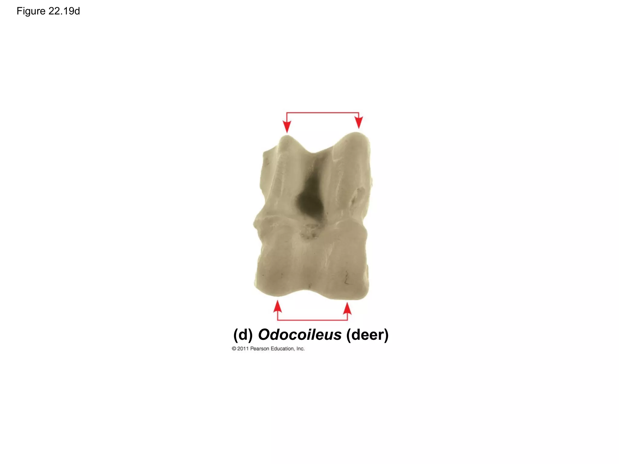 Figure 22.19d
(d) Odocoileus (deer)
 