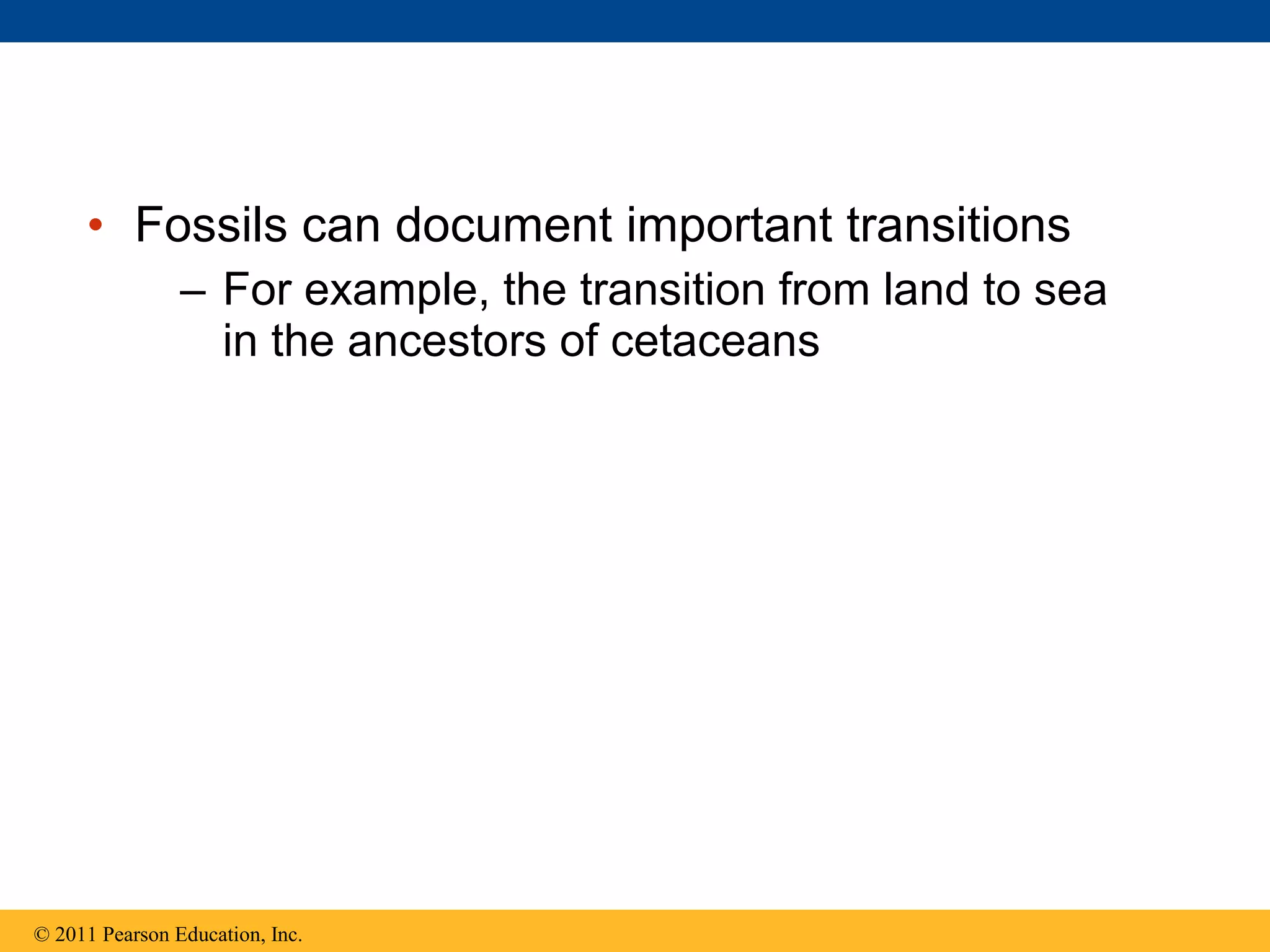 • Fossils can document important transitions
– For example, the transition from land to sea
in the ancestors of cetaceans
© 2011 Pearson Education, Inc.
 