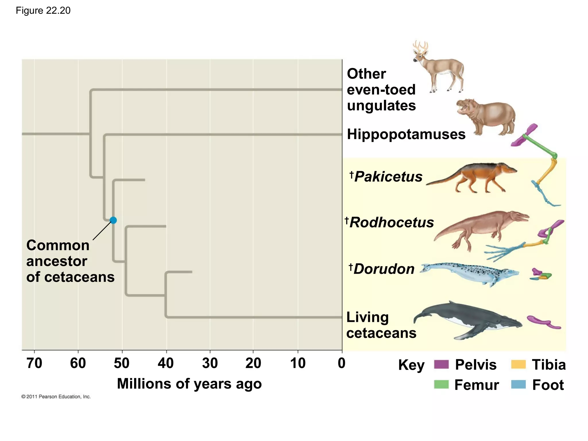 Figure 22.20
Other
even-toed
ungulates
Hippopotamuses
†
Pakicetus
†
Rodhocetus
†
Dorudon
Living
cetaceans
Common
ancestor
of cetaceans
Millions of years ago
70 Key60 50 40 30 20 10 0 Pelvis Tibia
Femur Foot
 