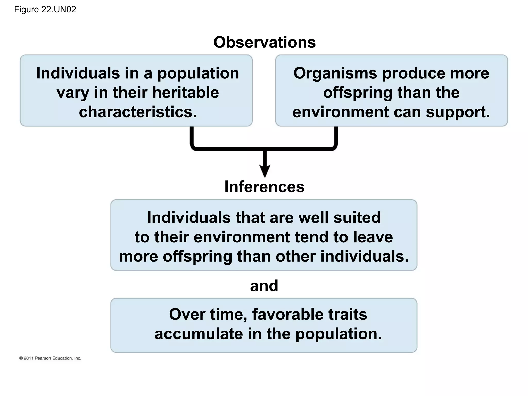 Figure 22.UN02
Observations
Individuals in a population
vary in their heritable
characteristics.
Organisms produce more
offspring than the
environment can support.
Individuals that are well suited
to their environment tend to leave
more offspring than other individuals.
Inferences
and
Over time, favorable traits
accumulate in the population.
 