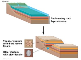 Figure 22.3
Sedimentary rock
layers (strata)
Younger stratum
with more recent
fossils
Older stratum
with older fossils
 
