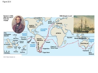 Figure 22.5
Darwin in 1840,
after his return
from the
voyage
The
Galápagos
Islands
NORTH
AMERICA
ATLANTIC
OCEAN
PACIFIC
OCEAN
PACIFIC
OCEAN
Pinta
Marchena
Genovesa
Equator
Chile
Santiago
Daphne
Islands
Fernandina
Isabela Santa
Cruz
Santa
Fe San
Cristobal
Española
Kilometers
0 20 40 Florenza
Pinzón
SOUTH
AMERICA
AFRICA
EUROPE
Great
Britain
HMS Beagle in port
Equator
PACIFIC
OCEAN
Malay Archipelago
AUSTRALIA
Tasmania
New
Zealand
Brazil
Argentina
Cape Horn
AndesMtns.
Cape of
Good Hope
 