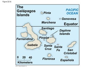 Figure 22.5c
The
Galápagos
Islands
PACIFIC
OCEANPinta
Marchena
Genovesa
Equator
Santiago
Daphne
Islands
Fernandina
Isabela Santa
Cruz
Santa
Fe San
Cristobal
Española
Kilometers
0 20 40 Florenza
Pinzón
 