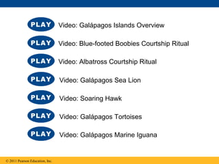 © 2011 Pearson Education, Inc.
Video: Galápagos Islands Overview
Video: Blue-footed Boobies Courtship Ritual
Video: Albatross Courtship Ritual
Video: Galápagos Sea Lion
Video: Galápagos Marine Iguana
Video: Galápagos Tortoises
Video: Soaring Hawk
 