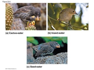 Figure 22.6
(a) Cactus-eater (b) Insect-eater
(c) Seed-eater
 