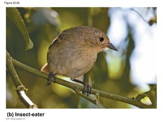 Figure 22.6b
(b) Insect-eater
 