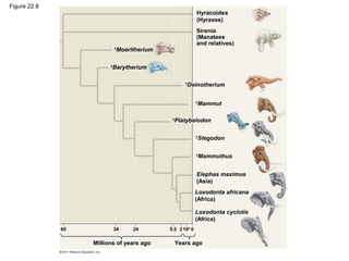 Figure 22.8
Hyracoidea
(Hyraxes)
Sirenia
(Manatees
and relatives)
†
Deinotherium
†
Mammut
†
Platybelodon
†
Stegodon
†
Mammuthus
Elephas maximus
(Asia)
Loxodonta africana
(Africa)
Loxodonta cyclotis
(Africa)
†
Moeritherium
†
Barytherium
60
Millions of years ago
34 24 5.5 2104
0
Years ago
 