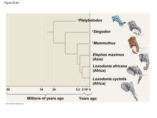 Figure 22.8a
†
Platybelodon
†
Stegodon
†
Mammuthus
Elephas maximus
(Asia)
Loxodonta africana
(Africa)
Loxodonta cyclotis
(Africa)
60
Millions of years ago
34 24 5.5 2 104
0
Years ago
 