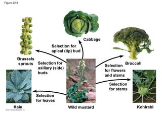 Figure 22.9
Brussels
sprouts
Kale
Selection
for leaves
Selection for
axillary (side)
buds
Selection for
apical (tip) bud
Cabbage
Broccoli
KohlrabiWild mustard
Selection
for stems
Selection
for flowers
and stems
 