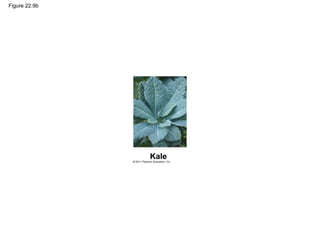 Figure 22.9b
Kale
 