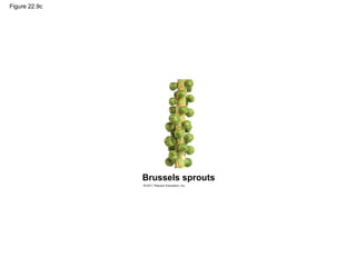 Figure 22.9c
Brussels sprouts
 