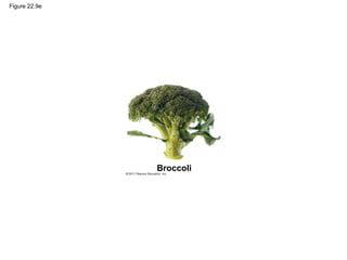 Figure 22.9e
Broccoli
 