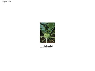 Figure 22.9f
Kohlrabi
 