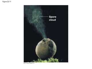 Figure 22.11
Spore
cloud
 