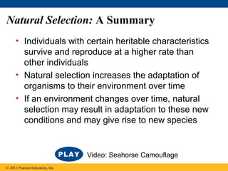Natural Selection: A Summary
• Individuals with certain heritable characteristics
survive and reproduce at a higher rate than
other individuals
• Natural selection increases the adaptation of
organisms to their environment over time
• If an environment changes over time, natural
selection may result in adaptation to these new
conditions and may give rise to new species
© 2011 Pearson Education, Inc.
Video: Seahorse Camouflage
 