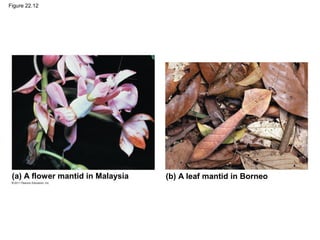 Figure 22.12
(a) A flower mantid in Malaysia (b) A leaf mantid in Borneo
 