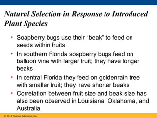 Natural Selection in Response to Introduced
Plant Species
• Soapberry bugs use their “beak” to feed on
seeds within fruits
• In southern Florida soapberry bugs feed on
balloon vine with larger fruit; they have longer
beaks
• In central Florida they feed on goldenrain tree
with smaller fruit; they have shorter beaks
• Correlation between fruit size and beak size has
also been observed in Louisiana, Oklahoma, and
Australia
© 2011 Pearson Education, Inc.
 
