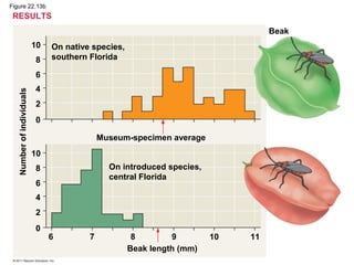 Figure 22.13b
On native species,
southern Florida
Museum-specimen average
On introduced species,
central Florida
Numberofindividuals
10
8
6
4
2
0
10
8
6
4
2
0
Beak
Beak length (mm)
6 7 8 10 11
RESULTS
9
 
