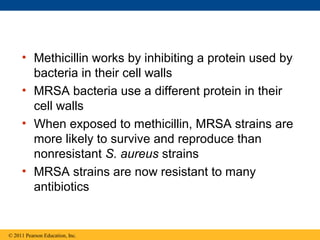 • Methicillin works by inhibiting a protein used by
bacteria in their cell walls
• MRSA bacteria use a different protein in their
cell walls
• When exposed to methicillin, MRSA strains are
more likely to survive and reproduce than
nonresistant S. aureus strains
• MRSA strains are now resistant to many
antibiotics
© 2011 Pearson Education, Inc.
 