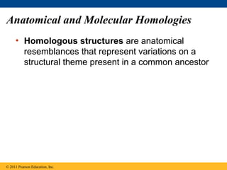 Anatomical and Molecular Homologies
• Homologous structures are anatomical
resemblances that represent variations on a
structural theme present in a common ancestor
© 2011 Pearson Education, Inc.
 